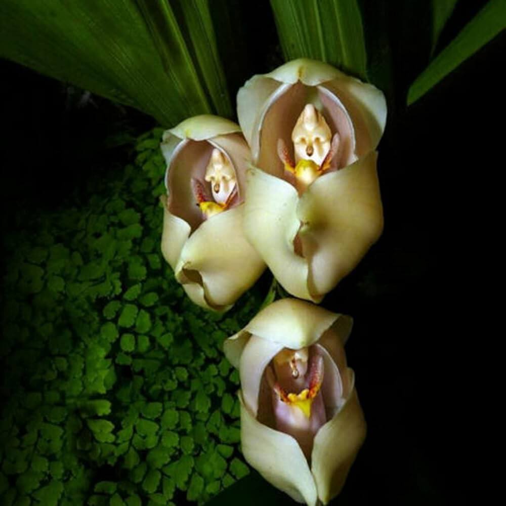 Cream Eggs Baby Orchid Seeds -  Heirloom Flower Garden Seeds for Growing