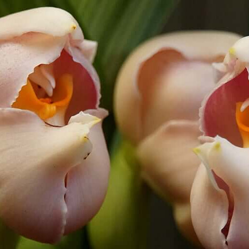 Cream Eggs Baby Orchid Seeds -  Heirloom Flower Garden Seeds for Growing