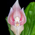 Cream Eggs Baby Orchid Seeds -  Heirloom Flower Garden Seeds for Growing