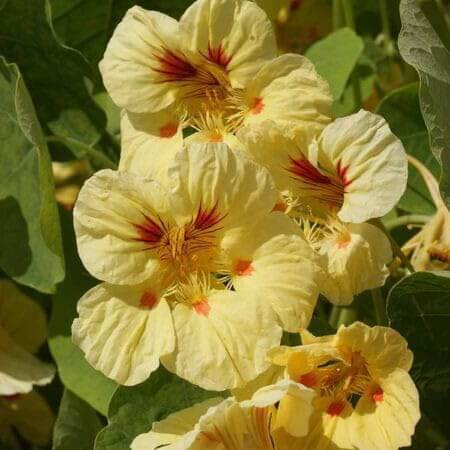 Cream Nasturtium Seeds - Heirloom Flower Garden Seeds for Growing