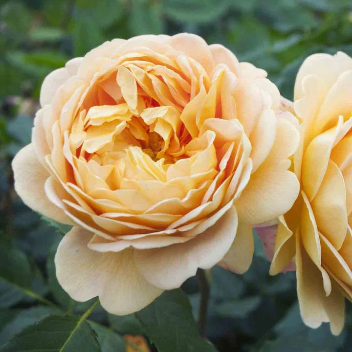 Cream Rose Rosa spp. Seeds - Heirloom Flower Garden Seeds for Growing