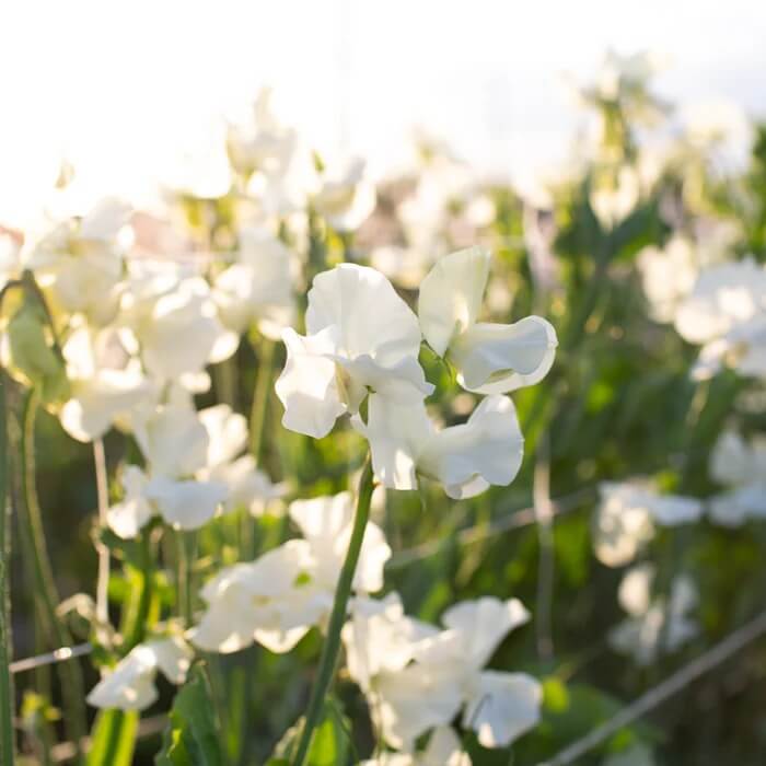 Cream Sweet Pea Seeds - Heirloom Flower Garden Seeds for Growing
