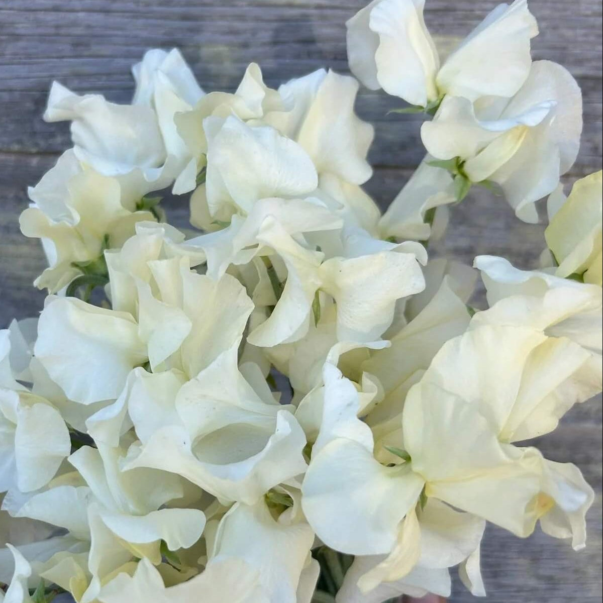 Cream Sweet Pea Seeds - Heirloom Flower Garden Seeds for Growing