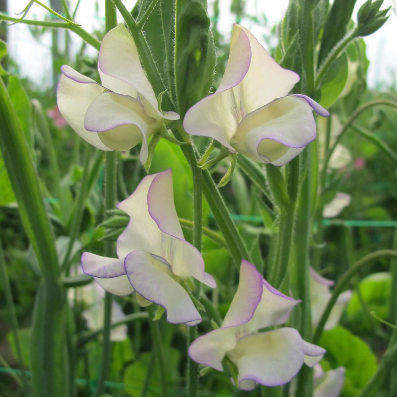 Cream Sweet Pea Seeds - Heirloom Flower Garden Seeds for Growing
