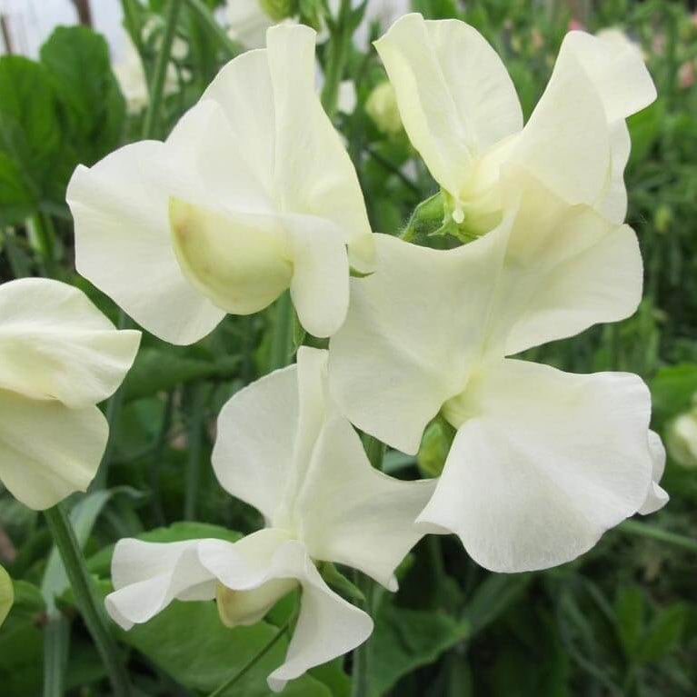 Cream Sweet Pea Seeds - Heirloom Flower Garden Seeds for Growing