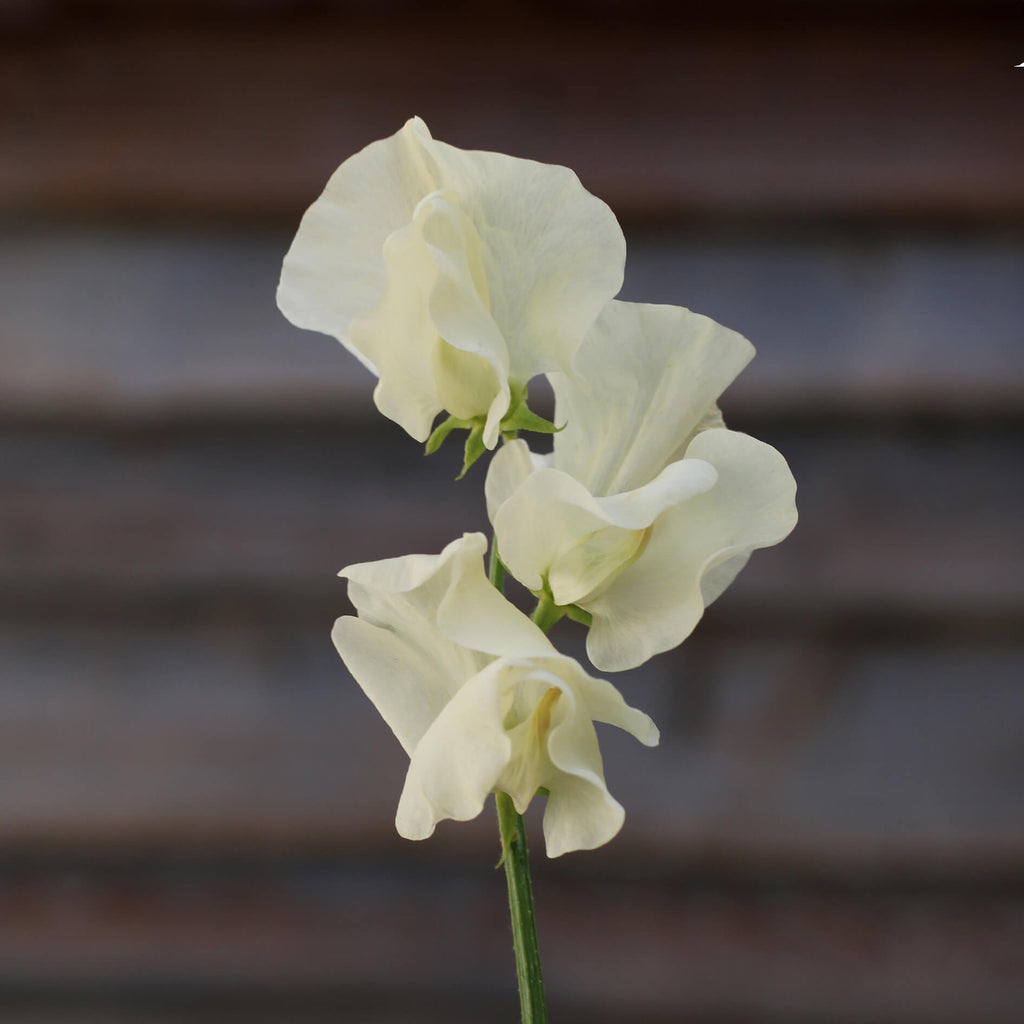 Cream Sweet Pea Seeds - Heirloom Flower Garden Seeds for Growing