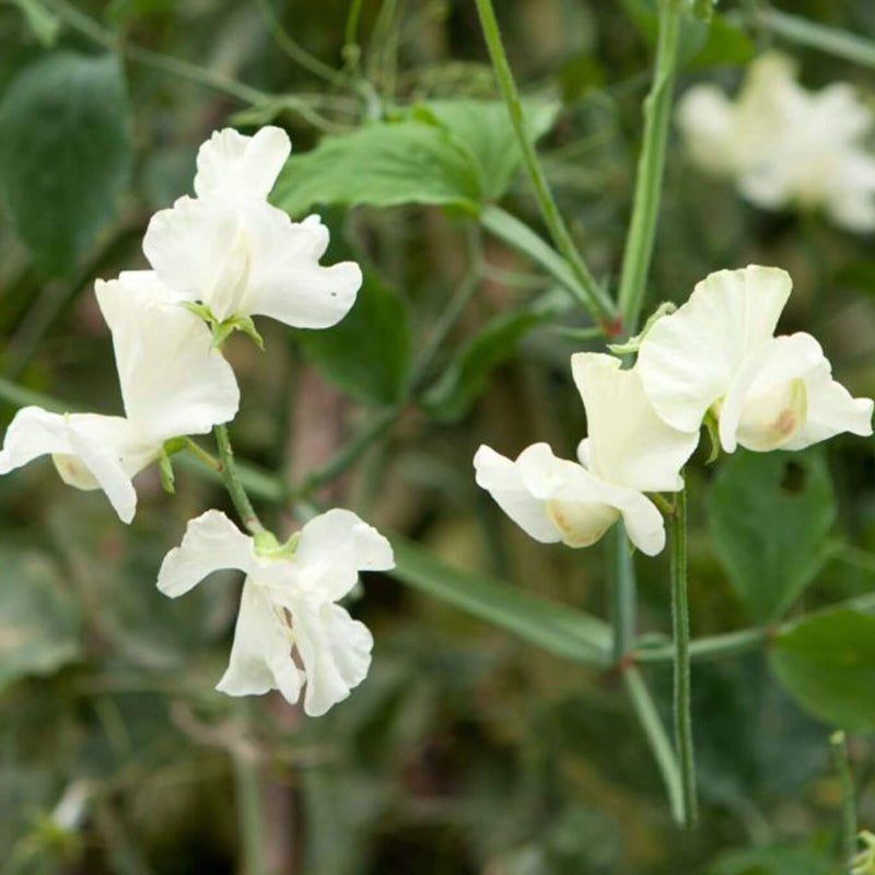 Cream Sweet Pea Seeds - Heirloom Flower Garden Seeds for Growing