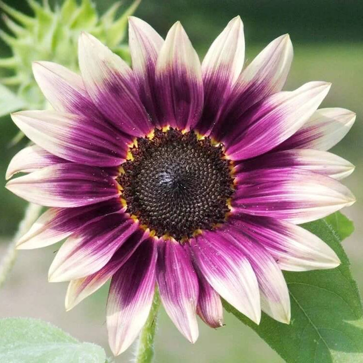 Cream Violet Sunflower Seeds - Heirloom Flower Garden Seeds for Growing