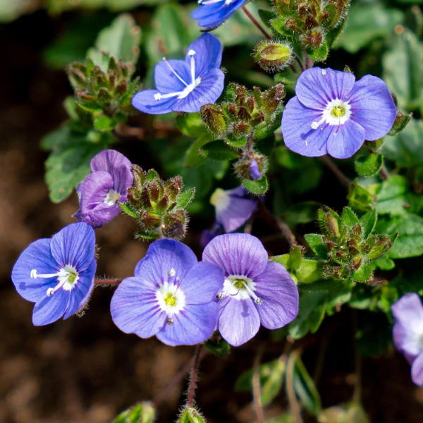 Creeping Speedwell Veronica Repens Seeds - Heirloom Flower Garden Seeds for Growing