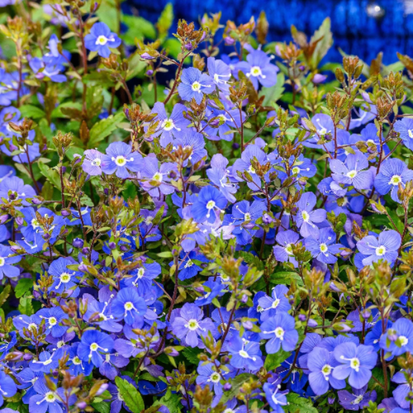 Creeping Speedwell Veronica Repens Seeds - Heirloom Flower Garden Seeds for Growing