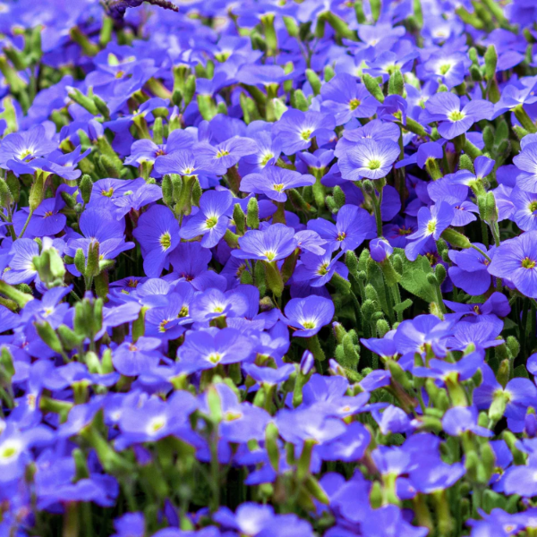 Creeping Speedwell Veronica Repens Seeds - Heirloom Flower Garden Seeds for Growing