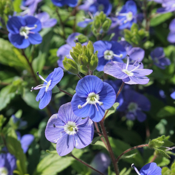 Creeping Speedwell Veronica Repens Seeds - Heirloom Flower Garden Seeds for Growing