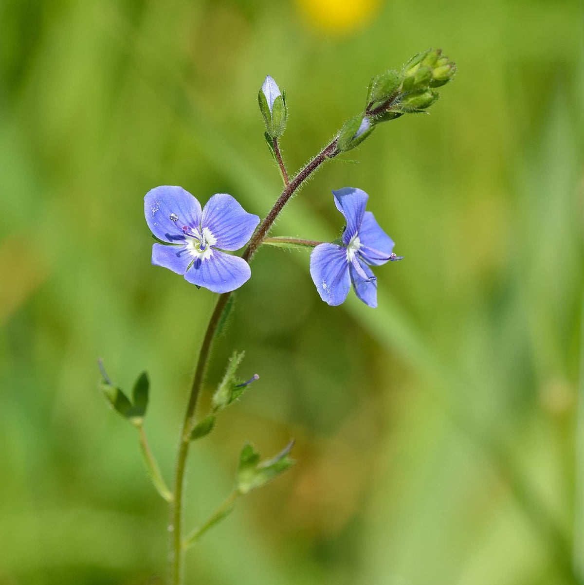 Creeping Speedwell Veronica Repens Seeds - Heirloom Flower Garden Seeds for Growing