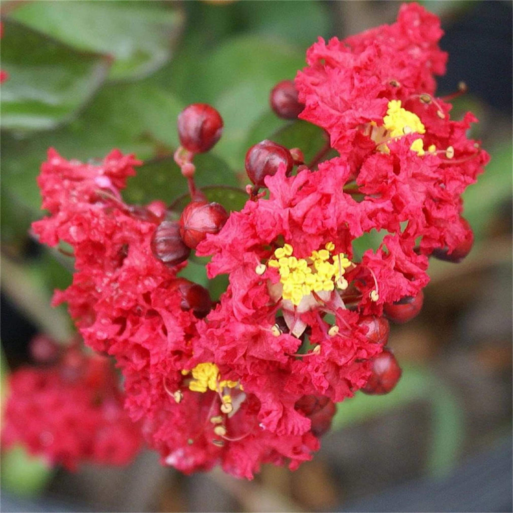 Crepe Myrtle Seeds - Mixed Garden Seeds for Growing