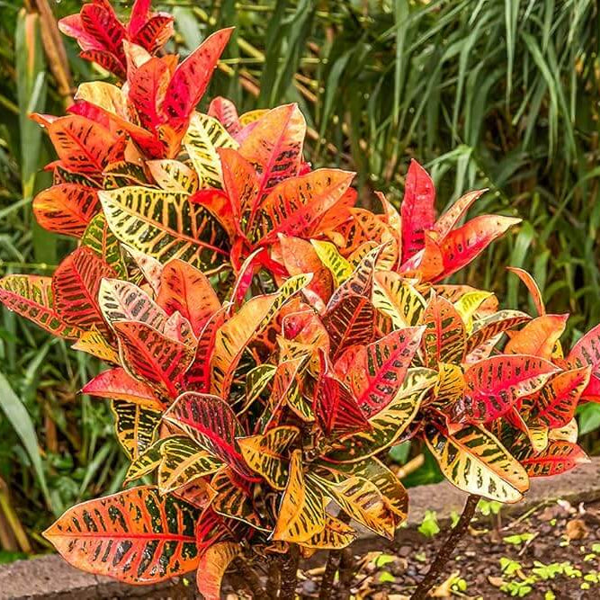 Croton Seeds - Heirloom Flower Garden Seeds for Growing