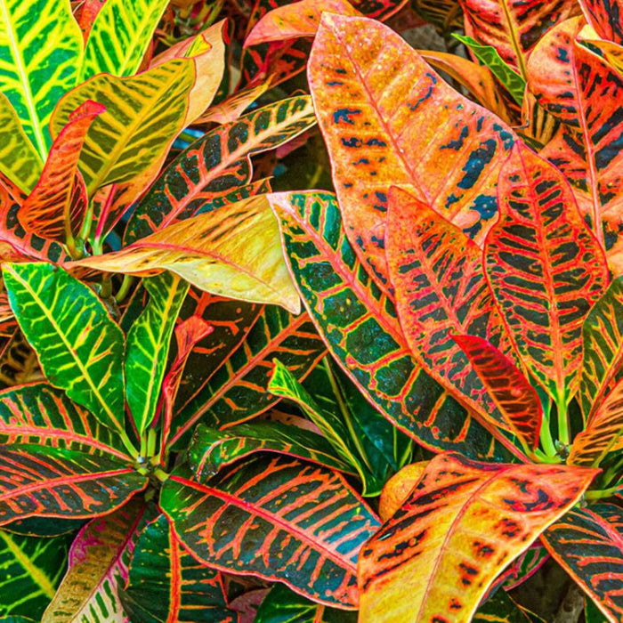 Croton Seeds - Heirloom Flower Garden Seeds for Growing