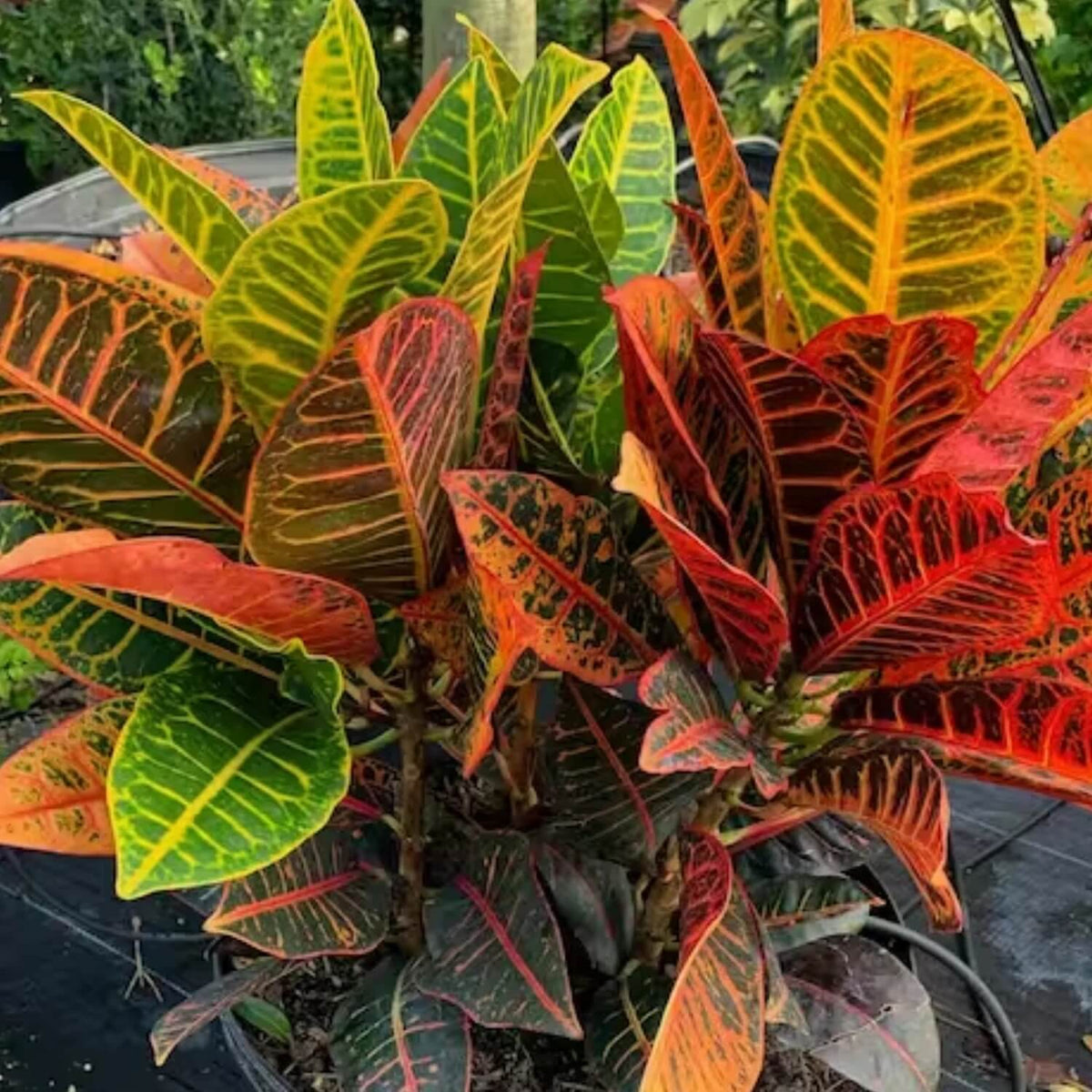 Croton Seeds - Heirloom Flower Garden Seeds for Growing