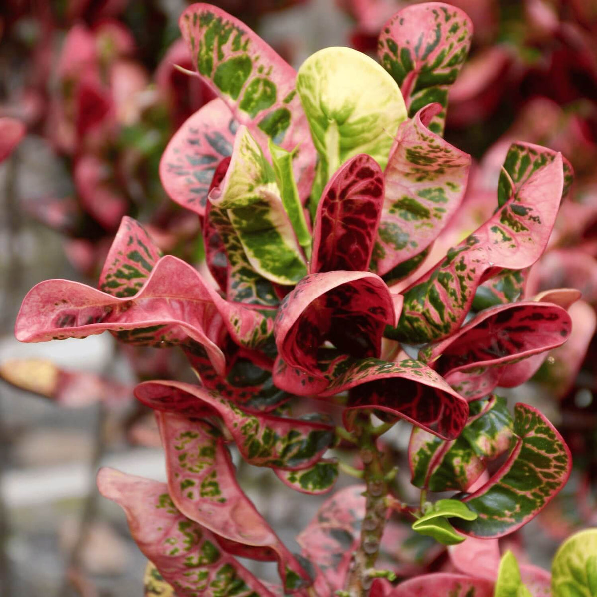 Croton Seeds - Heirloom Flower Garden Seeds for Growing