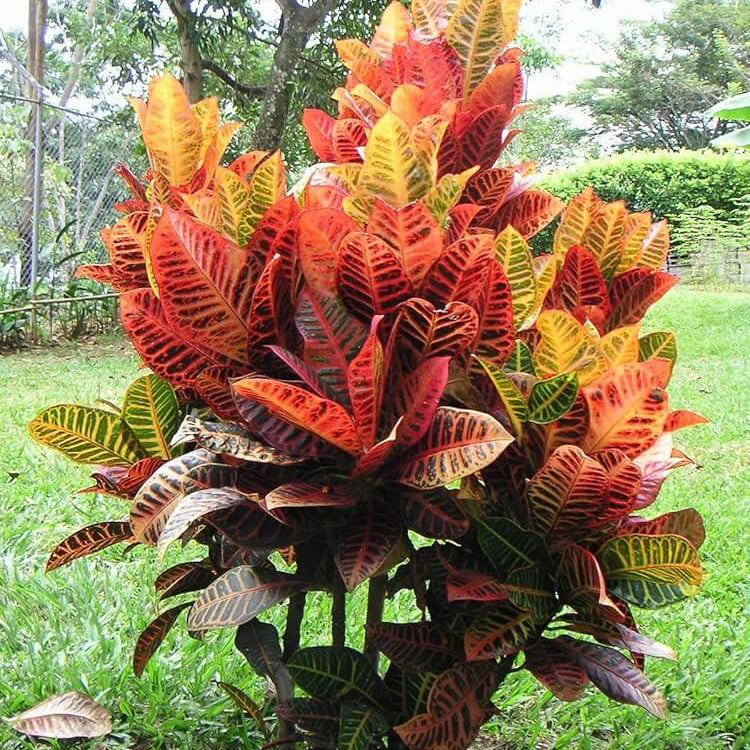 Croton Seeds - Heirloom Flower Garden Seeds for Growing