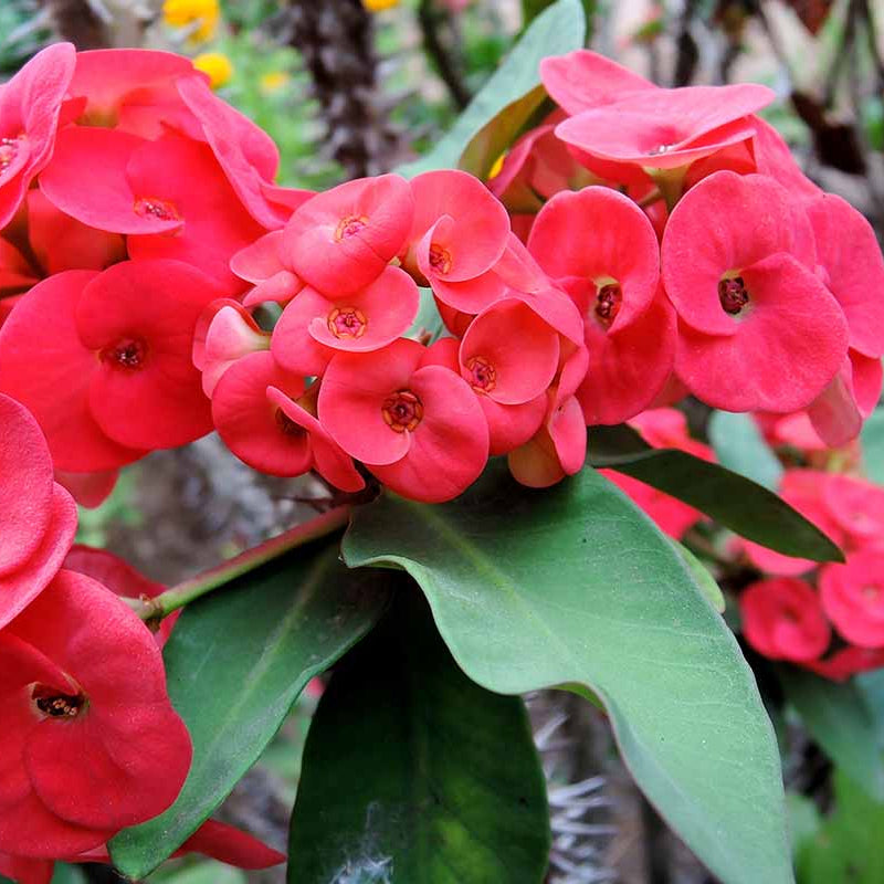 Crown Of Thorns Seeds - Heirloom Flower Garden Seeds for Growing