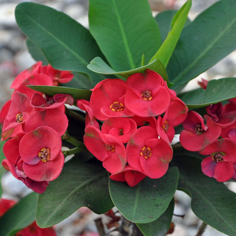 Crown of Thorns Plant Euphorbia Milii Seeds - Heirloom Flower Garden Seeds for Growing