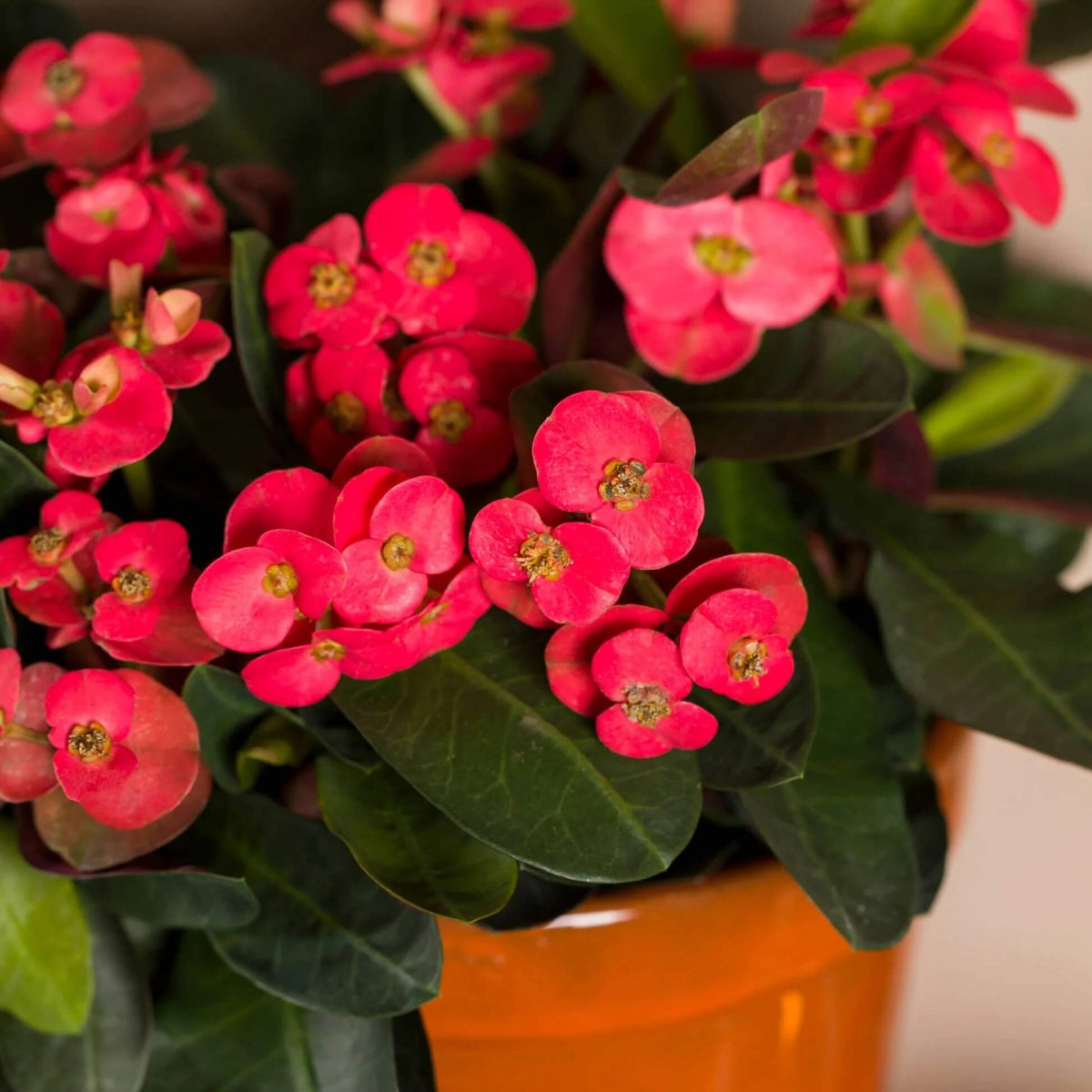 Crown of Thorns Plant Euphorbia Milii Seeds - Heirloom Flower Garden Seeds for Growing