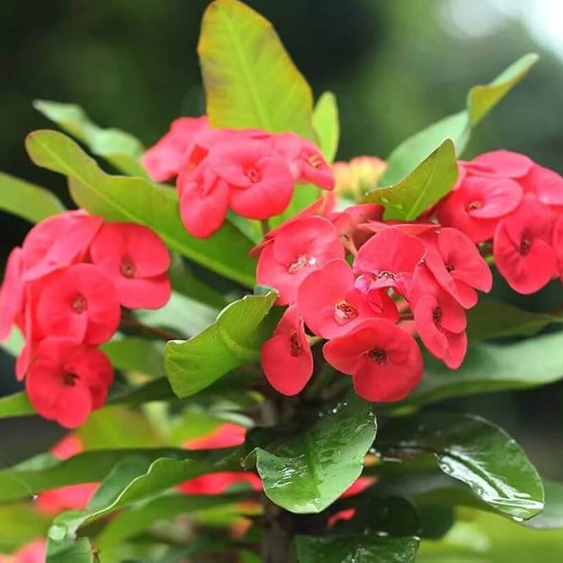 Crown of Thorns Plant Euphorbia Milii Seeds - Heirloom Flower Garden Seeds for Growing