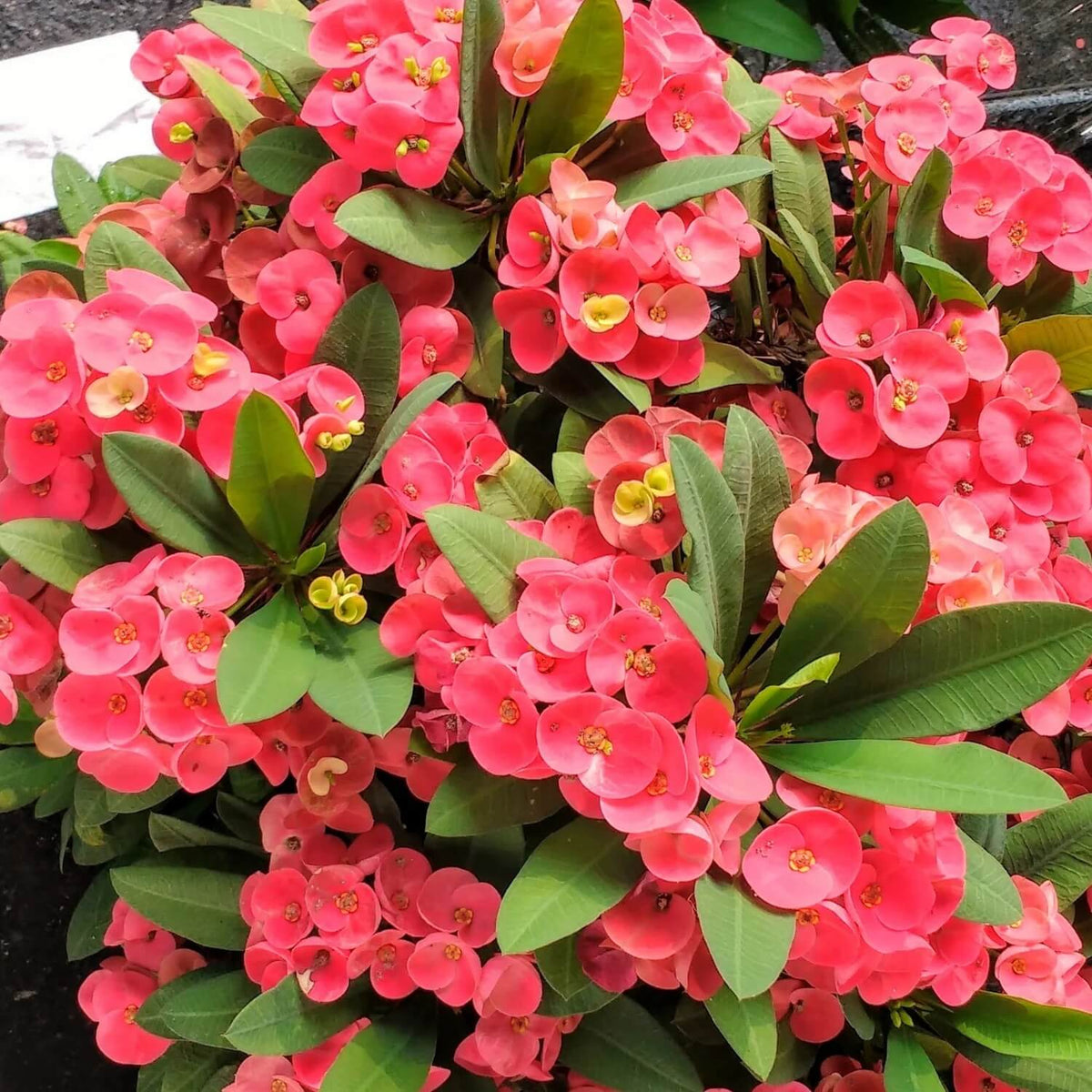 Crown of Thorns Plant Euphorbia Milii Seeds - Heirloom Flower Garden Seeds for Growing