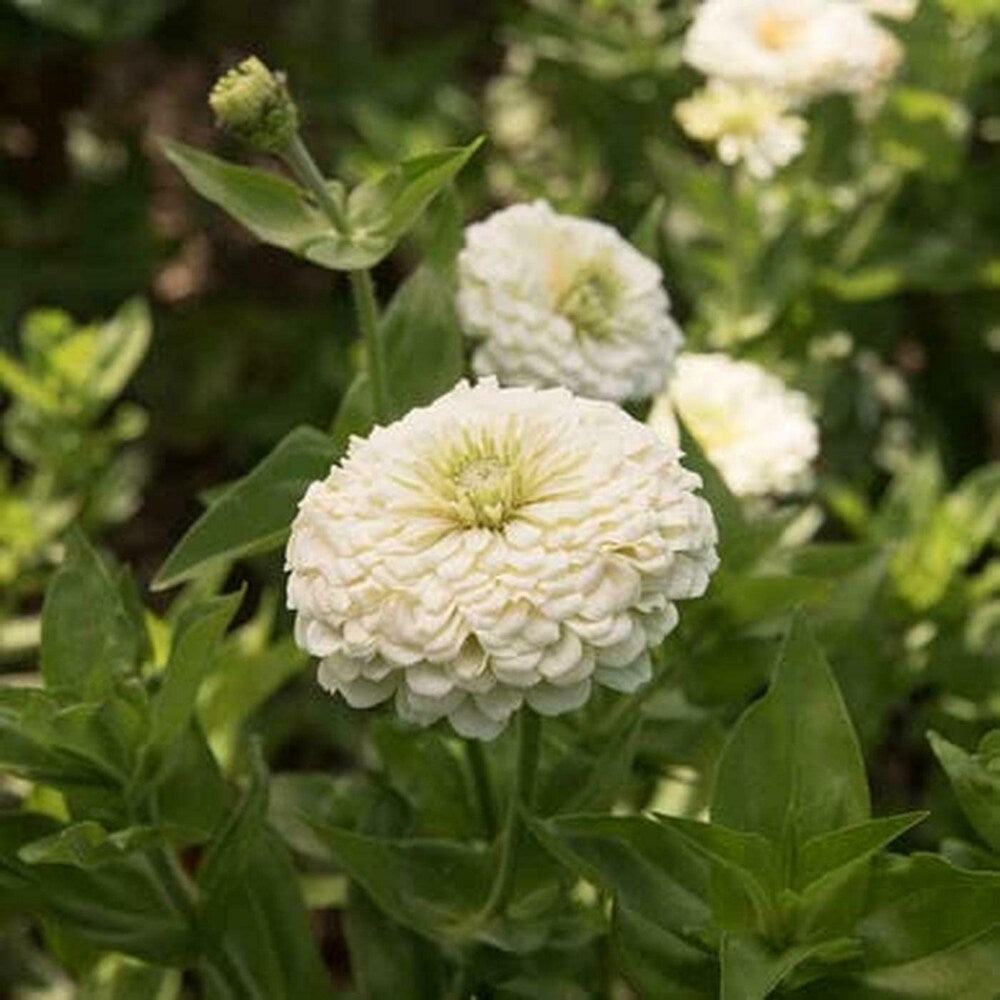 Cupcake Zinnias Seeds - Heirloom Flower Garden Seeds for Growing