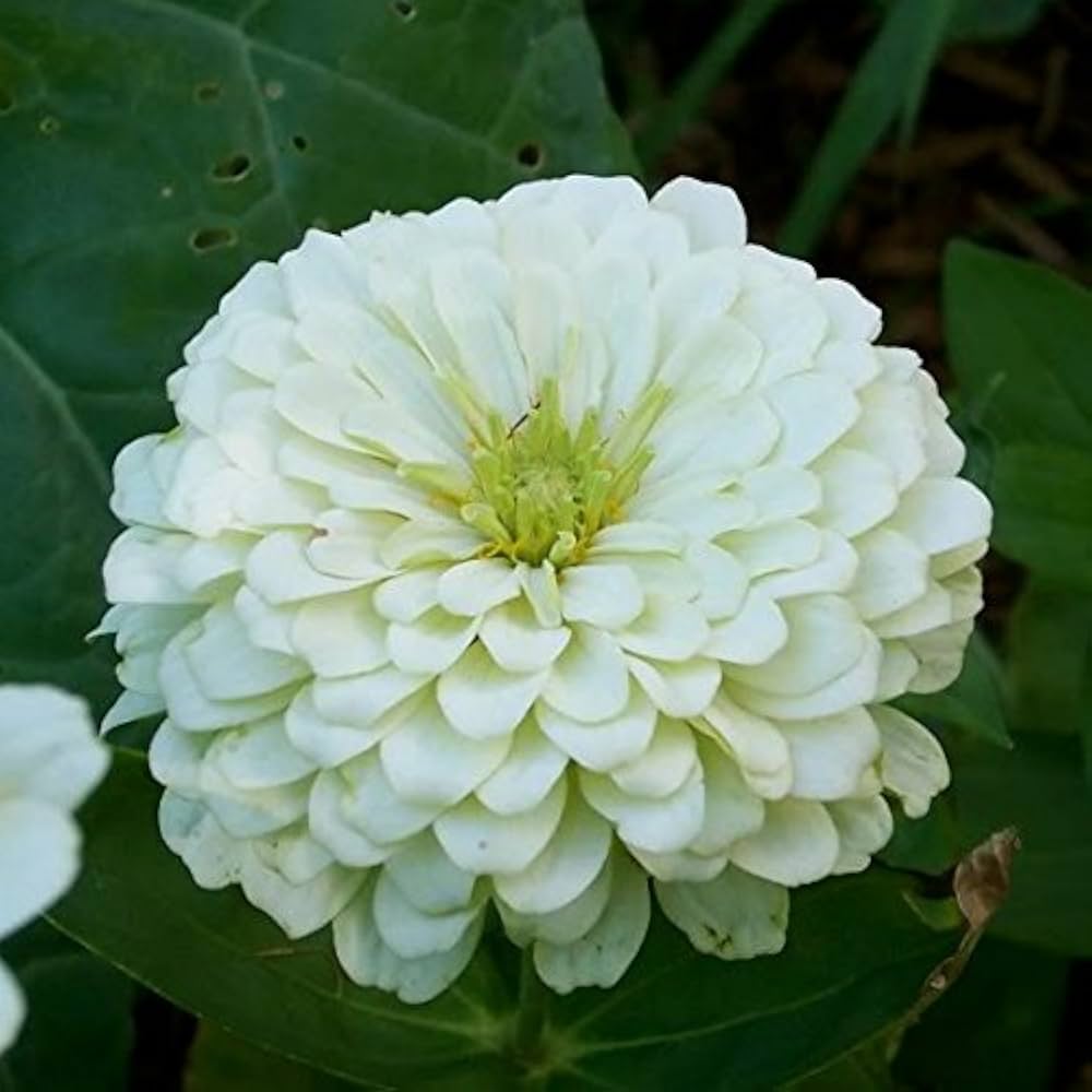 Cupcake Zinnias Seeds - Heirloom Flower Garden Seeds for Growing
