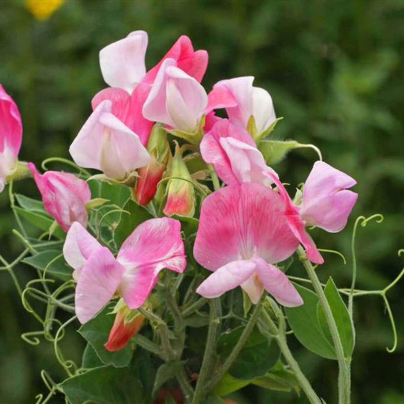 Cupid Sweet Pea seeds - Heirloom Flower Garden Seeds for Growing