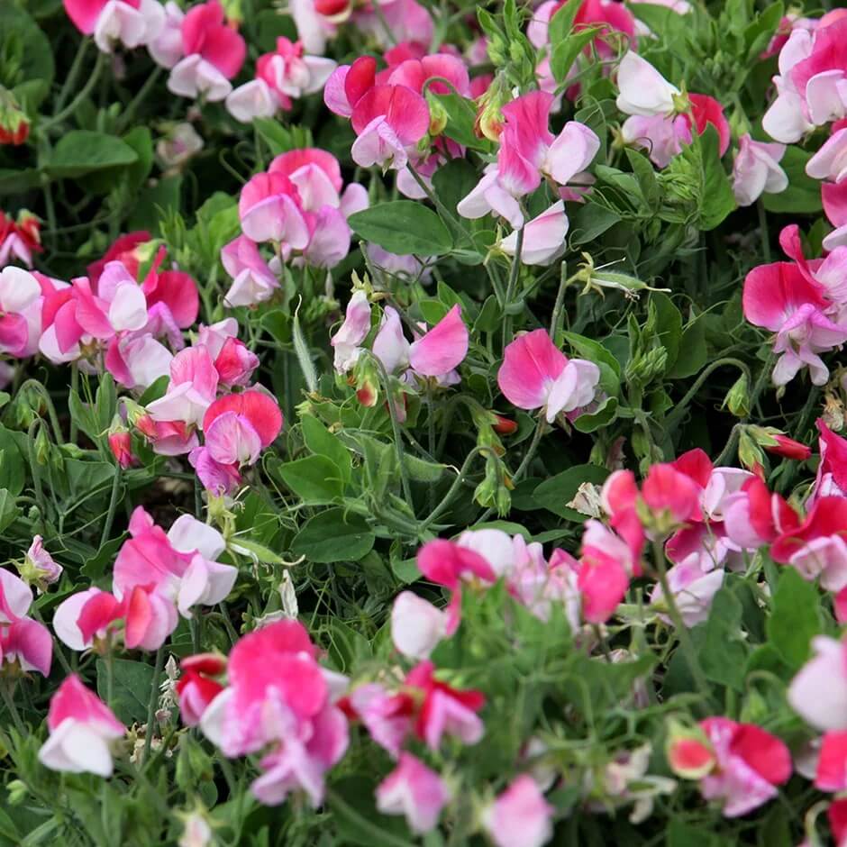 Cupid Sweet Pea seeds - Heirloom Flower Garden Seeds for Growing