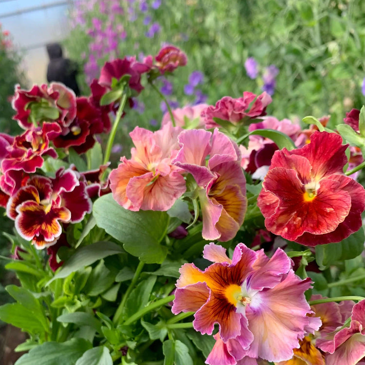 Cut Pansy Seeds - Heirloom Flower Garden Seeds for Growing