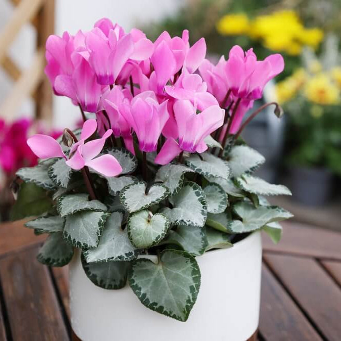Cyclamen Seeds - Heirloom Flower Garden Seeds for Growing