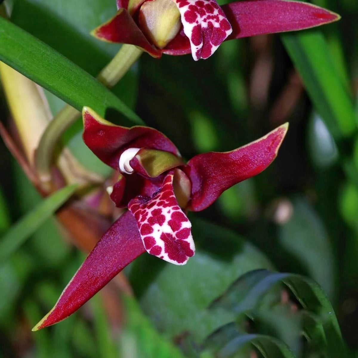 Cymbidium Maxillaria Rose Orchid Seeds - Heirloom Flower Garden Seeds for Growing