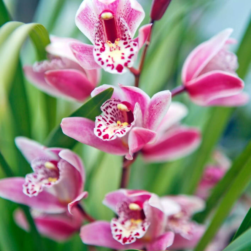 Cymbidium Maxillaria Rose Orchid Seeds - Heirloom Flower Garden Seeds for Growing