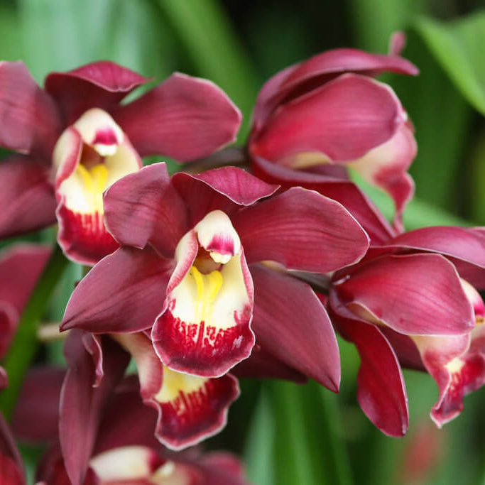 Cymbidium Maxillaria Rose Orchid Seeds - Heirloom Flower Garden Seeds for Growing