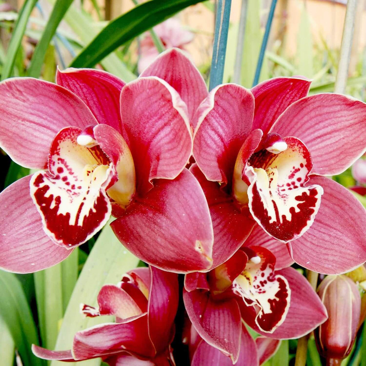 Boat Cymbidium Orchid Seeds - Heirloom Flower Garden Seeds for Growing