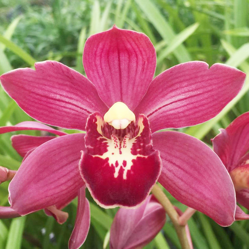 Boat Cymbidium Orchid Seeds - Heirloom Flower Garden Seeds for Growing