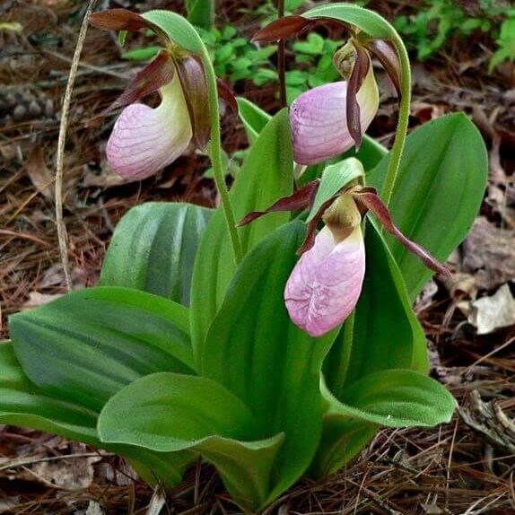 Cypripedium acaule White Lady’s Slipper Seeds 