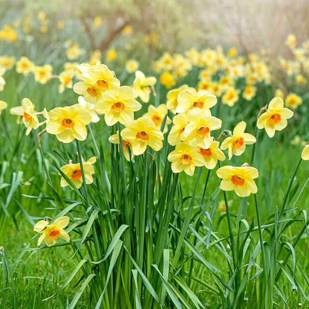 Daffodil Seeds - Heirloom Flower Garden Seeds for Growing