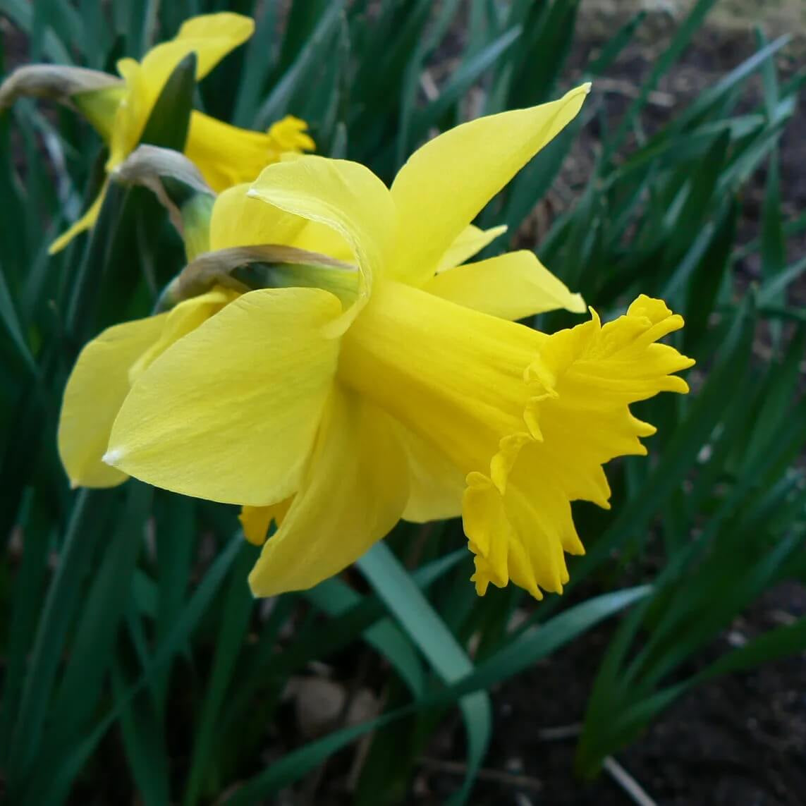 Daffodil Seeds - Heirloom Flower Garden Seeds for Growing