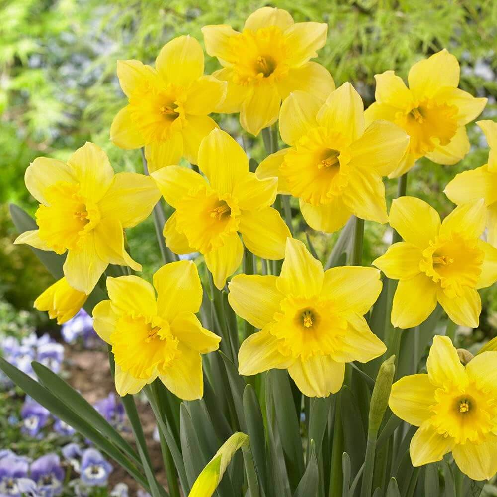Daffodil Seeds - Heirloom Flower Garden Seeds for Growing