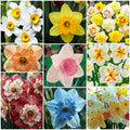 Daffodil Seeds - Mixed Garden Seeds for Growing