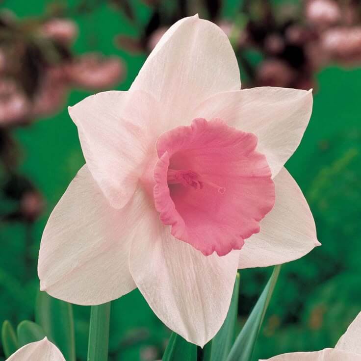 Daffodil Seeds - Mixed Garden Seeds for Growing