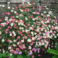 Daisy Ground Cover Plants seeds
