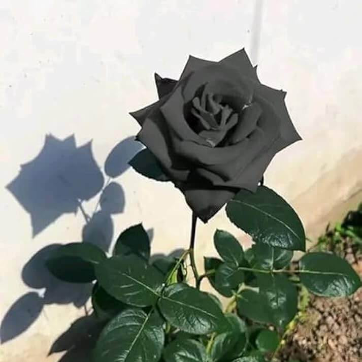 Dark Grey Rosa spp. Seeds - Heirloom Flower Garden Seeds for Growing