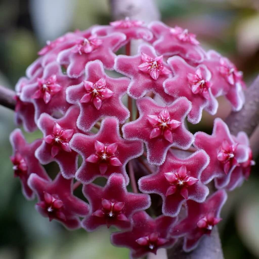 Dark Maroon Hoya carnosa Seeds - Heirloom Flower Garden Seeds for Growing