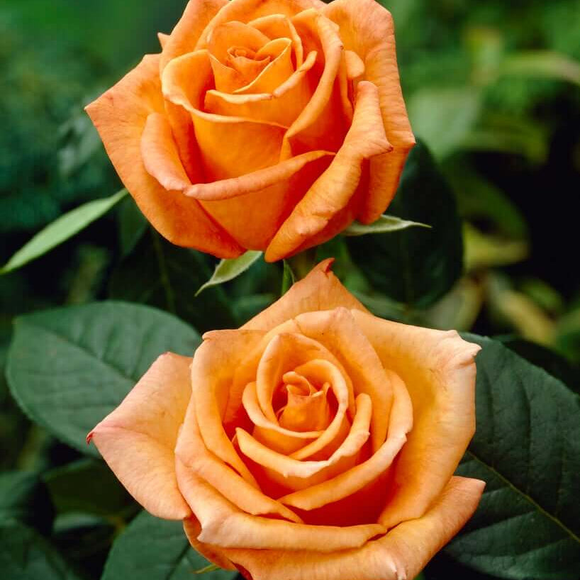 Dark Orange Osiria Rosa spp. Seeds - Heirloom Flower Garden Seeds for Growing
