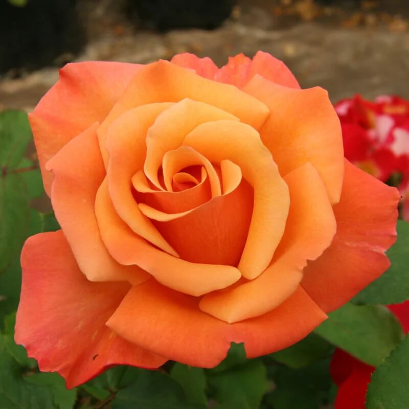 Dark Orange Osiria Rosa spp. Seeds - Heirloom Flower Garden Seeds for Growing